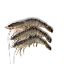 Gamba Black Tiger HOSO ongepeld 8/12 PUUL 1kg