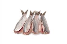 Maatjesharing met staart CATCH OF THE DAY 10st